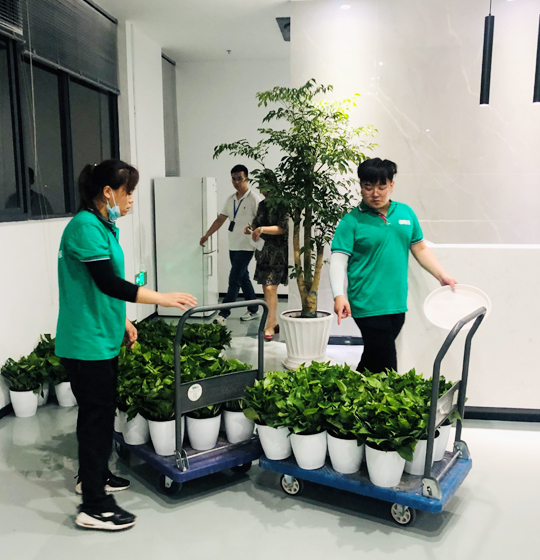 绿植租赁摆放进行中