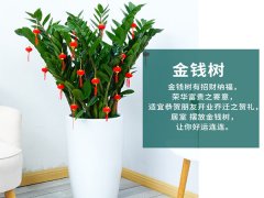 苏州绿植租赁-金钱树